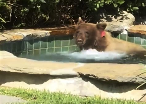 Video: Bears enjoy summertime dip in hot tub at California home
